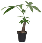 4" Money Tree Stump - T3413