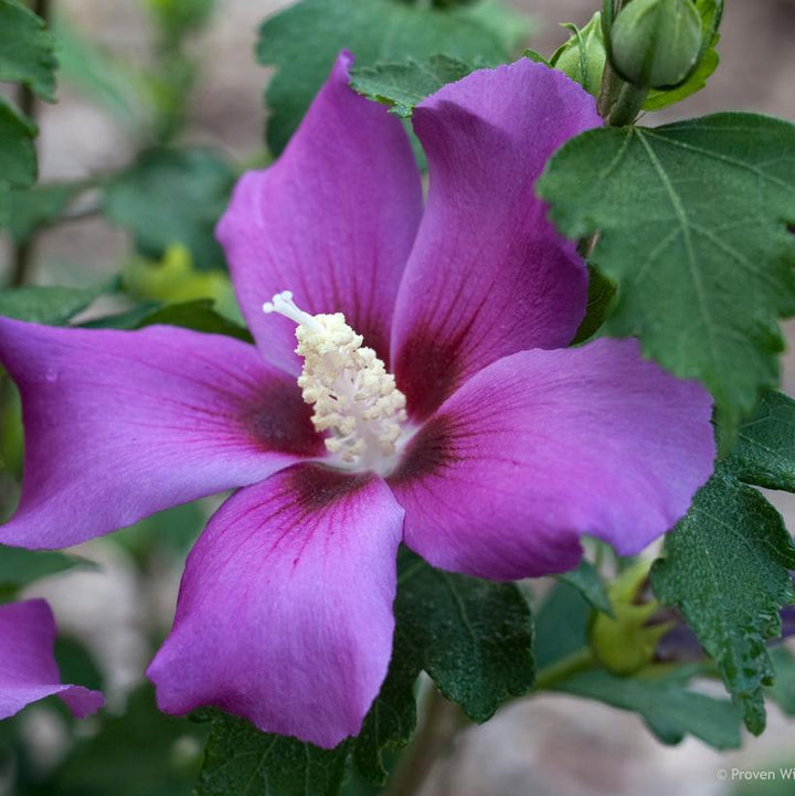 #3 Hibiscus syriacus Purple Satin® Purple Satin® Rose of Sharon: Patent PP28,839