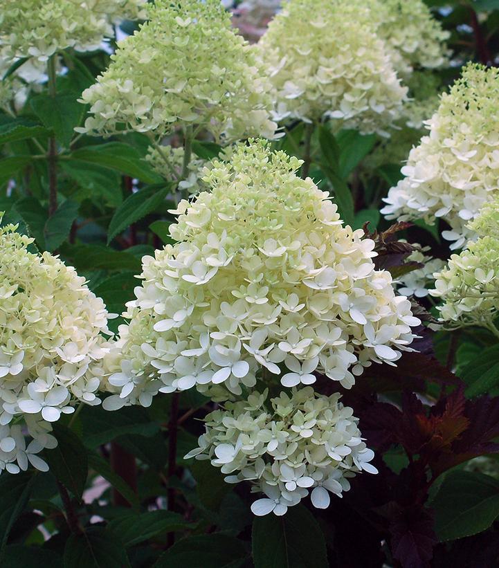 5G Hydrangea pan. 'Limelight' Limelight Hydrangea 1003707