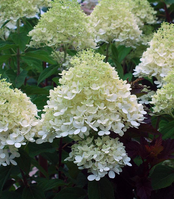 5G Hydrangea pan. 'Limelight' Limelight Hydrangea 1003707