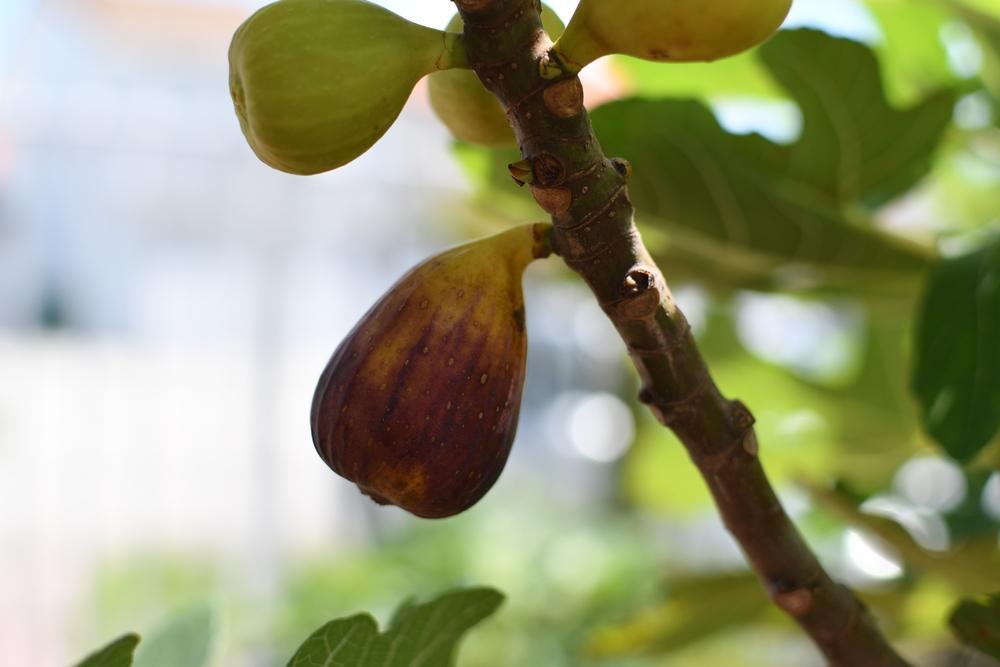 3G Fig Tree - Improved Brown Turkey - 35694-0300