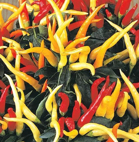 4.25" Ornamental Pepper - Medusa