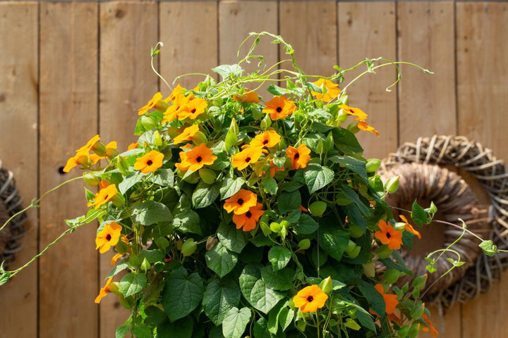 10" HB Thunbergia Hanging Basket
