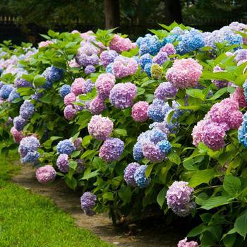 3G Hydrangea Macrophylla 'Endless Summer' - 1007513