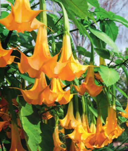 Netherland Bulb Company - Brugmansia Charles Grimaldi 1CT - 1695102312