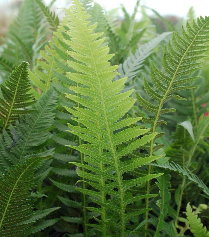 1G Thelypteris decursive-pinnata Japanese Beech Fern 1004782