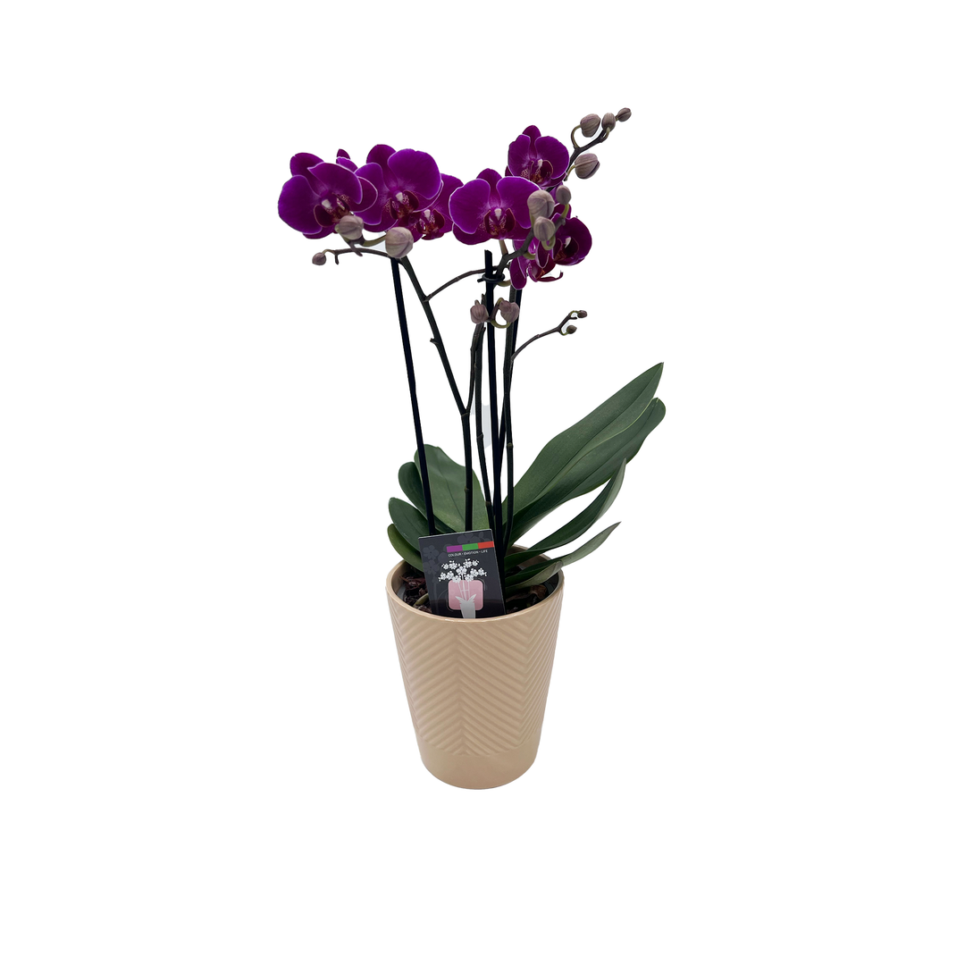 5 " Orchid Phalaenopsis - Maxima 2 Spike Ceramic Multi Flower T4453