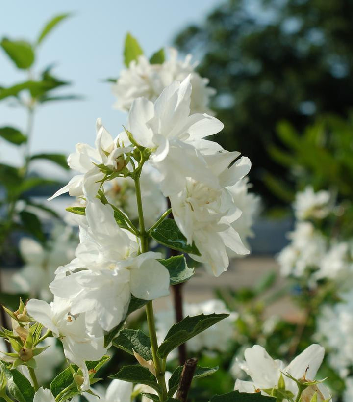 3G Philadelphus Buckleys Quill Buckleys Quill (Mock Orange)