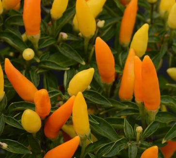 6.5" Ornamental Pepper - Sedona Sun