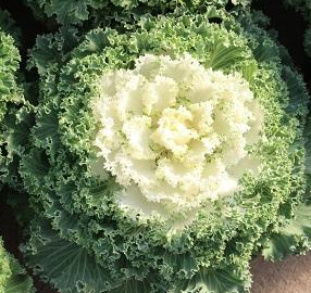 4.5" Ornamental Flowering Kale Nagoya White