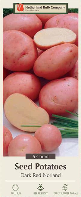 Dark Red Norland 6 Seed Potatoes P-30