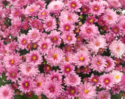 12" TP Mum Patio Pot - Chelsey Pink
