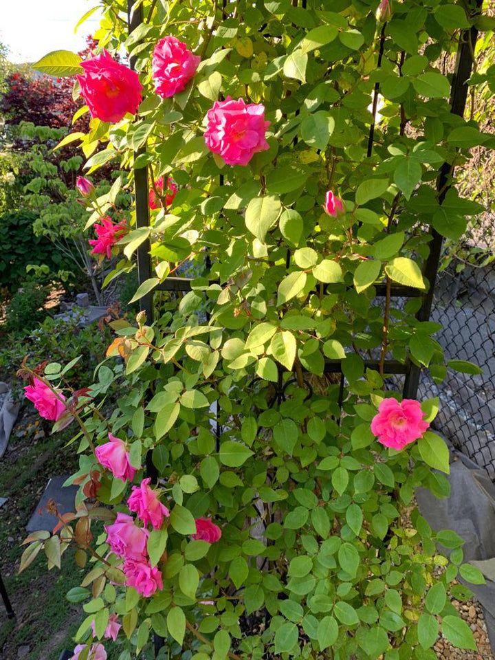 3G Rosa 'Zephirine Drouhin' - Pink Climbing Rose - 1003261