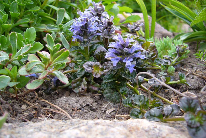3" Ajuga pyramidalis 'Metalica Crispa' Metallica Bugleweed 1002852
