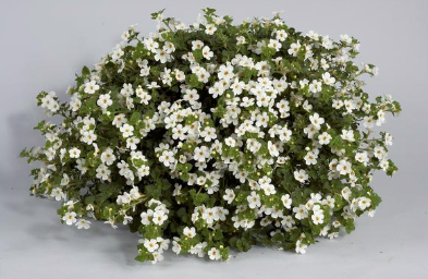 10" HB Bacopa Hanging Basket
