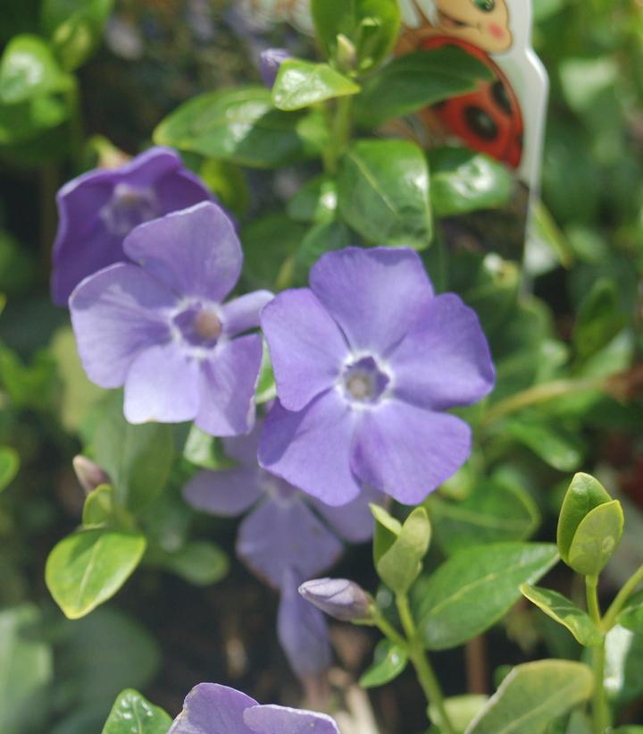 3" Vinca Minor 'Darts Blue' - Dark Blue Flowering Periwinkle - 1003973