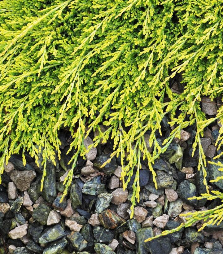 3G Juniperus horizontalis Golden Carpet Golden Carpet Spreading Juniper