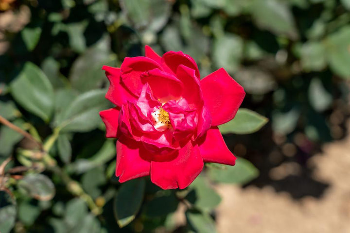 2G Rose Bush - Rosa 'Double Knock Out' - Red - 1007429