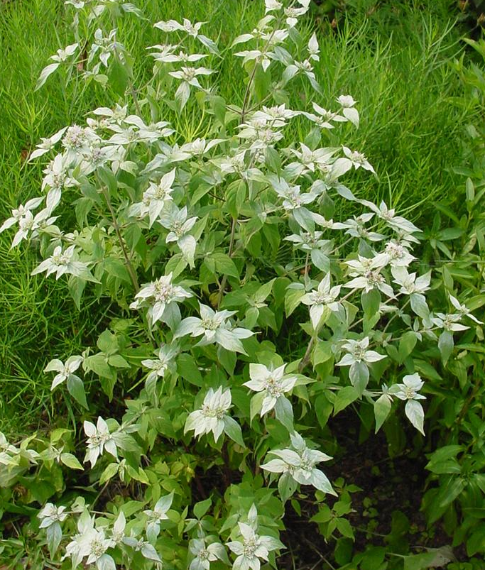 1G Pycnanthemum Muticum - Short Toothed Mountain Mint - 1005040
