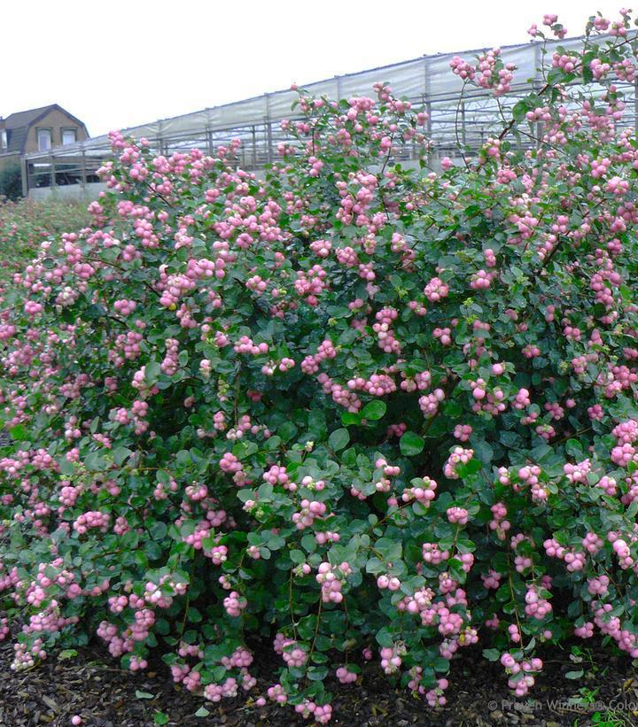 3G Symphoricarpos Proud Berry ('Sofie')  - Coralberry - 1008275