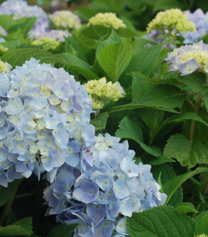 10G Hydrangea mac. Endless Summer® The Original ('Bailmer') Endless Summer® The Original Hydrangea: Patent PP15298 1007515