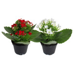 2.5" Kalanchoe - F0752