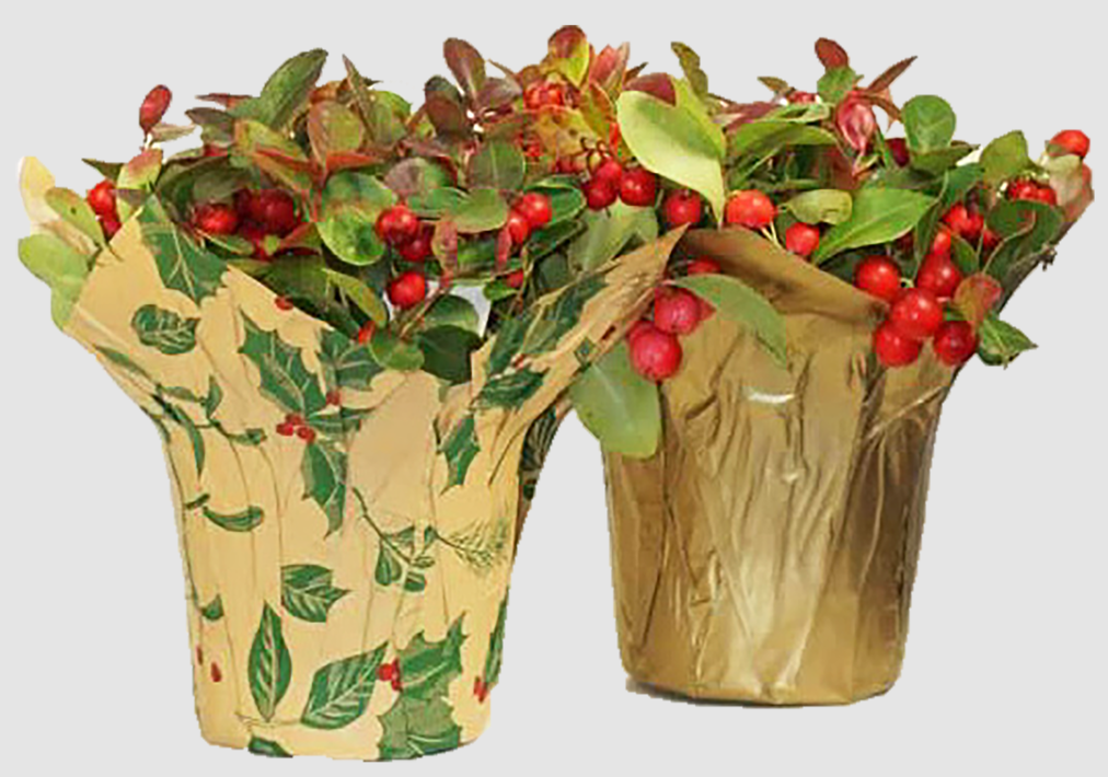 4" Gaultheria Procumbens w/ Pot Cover - T3624