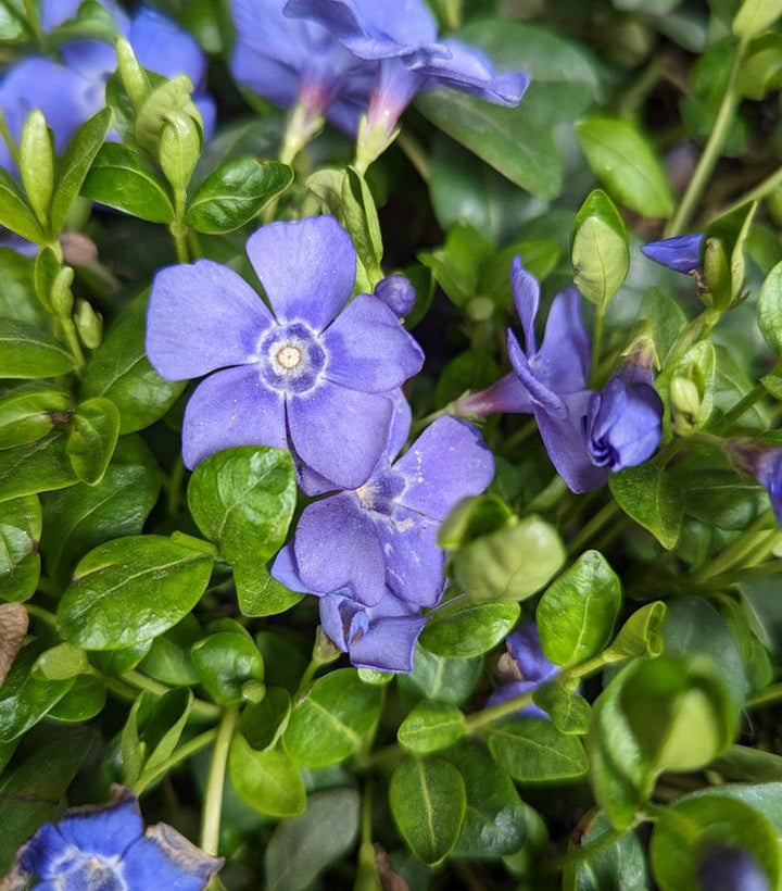 1G Vinca minor 'Bowles' Bowles Periwinkle 1002490
