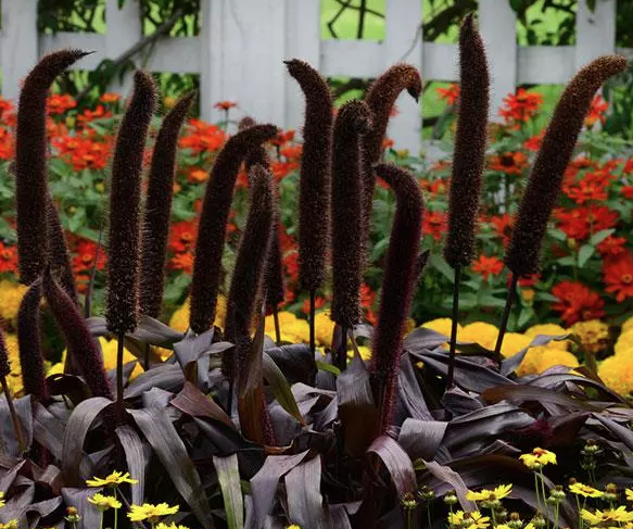 9" Ornamental Millet - Copper Prince