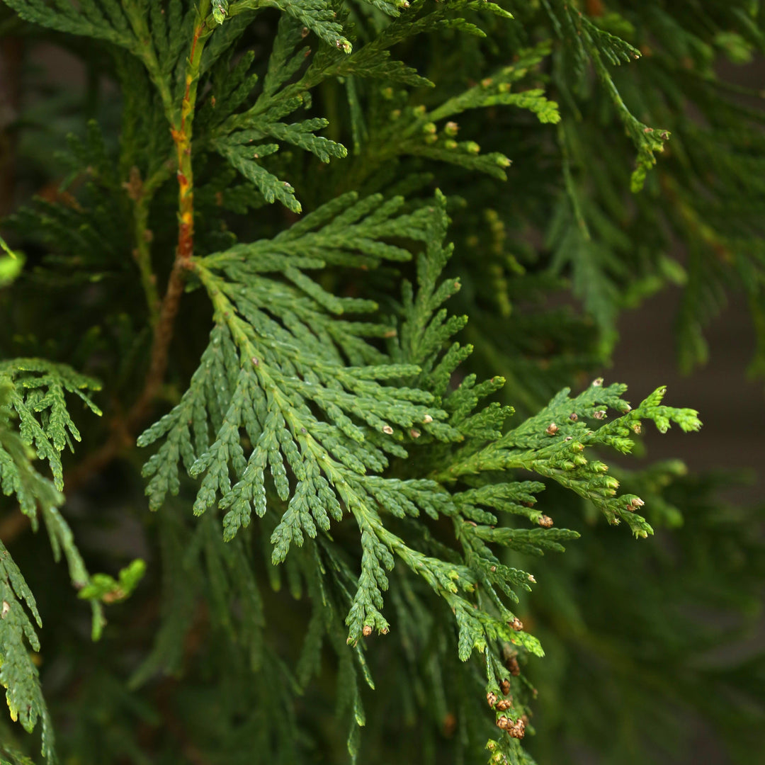 Green Giant Arborvitae