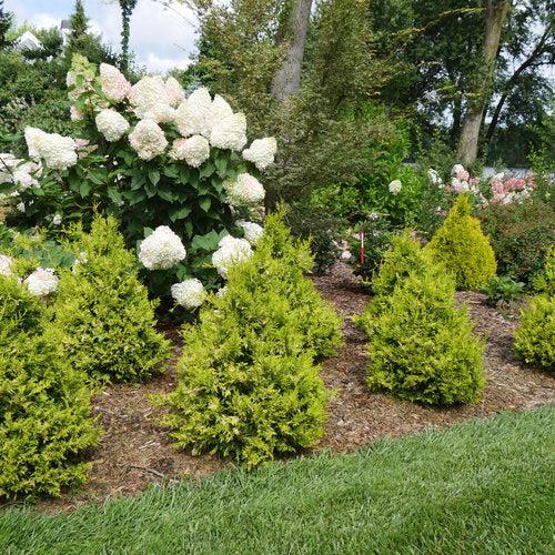Soft Serve® Gold False Cypress