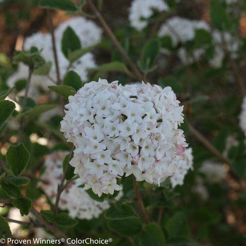 Spice Baby™ Koreanspice Viburnum