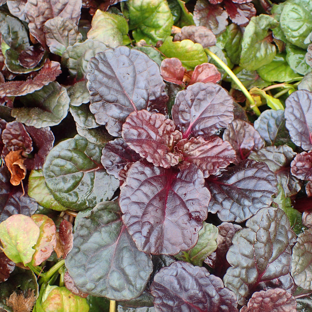 Black Scallop Bugleweed