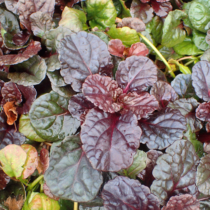 Black Scallop Bugleweed