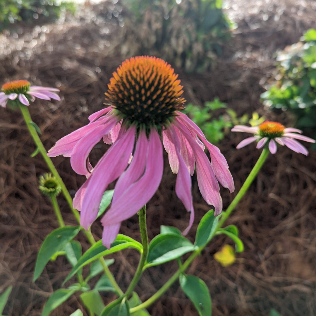 Magnus Echinacea, Coneflower