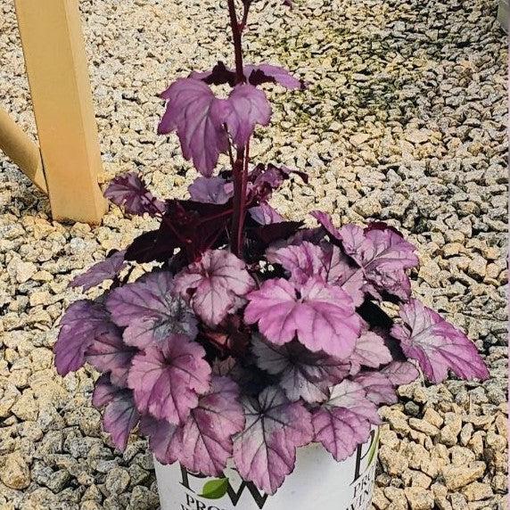 Dolce® Wildberry Heuchera