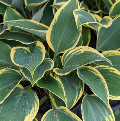 2G Hosta 'First Frost' - 1008802