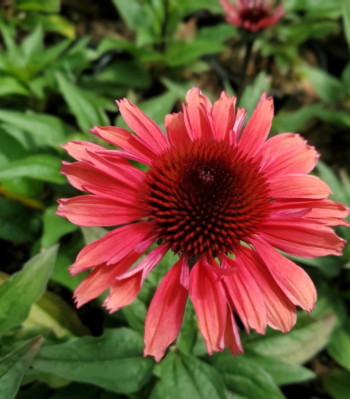 1G Echinacea Eye-Catcher 'Coral Craze' - Coneflower - 1011650