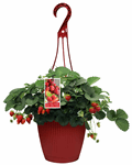 8" HB Strawberry A2852