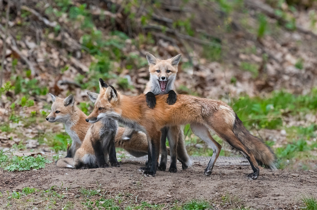 Look at Me: Red Fox Kits and Mom - Greeting Card w/ Envelope
