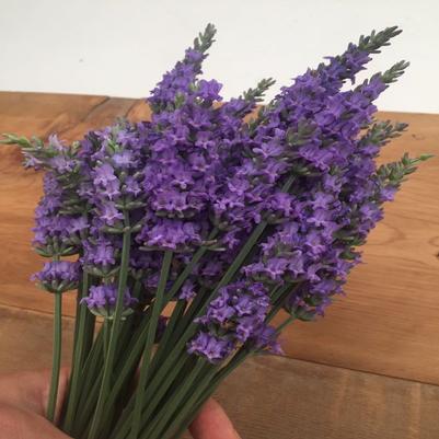 1G Lavandula Intermedia 'Sensational!' - Lavender - 1013137