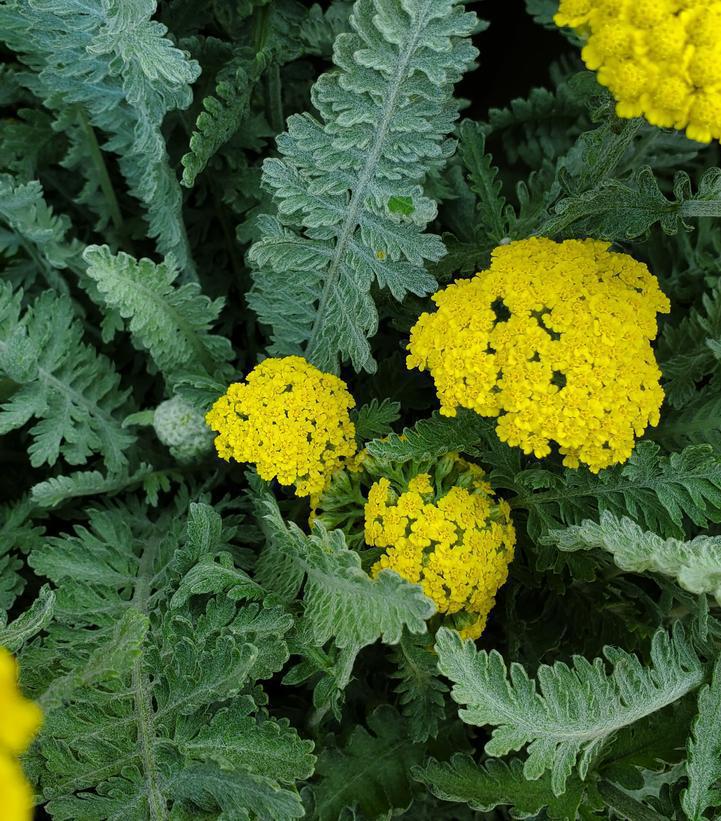 2G Achillea filipendulina 'Moonshine' Moonshine Yarrow 1000620