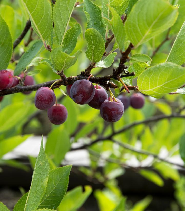 2G Prunus Maritima - Beach Plum Tree - 1003593