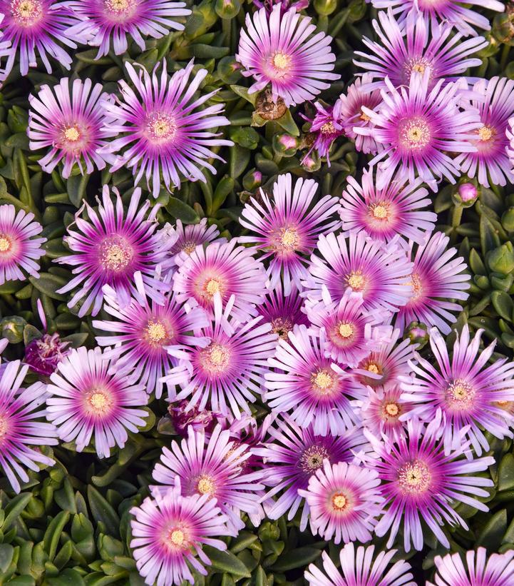 1G PW Delosperma - Kaleidoscope Pink Radiance - Hardy Ice Plant