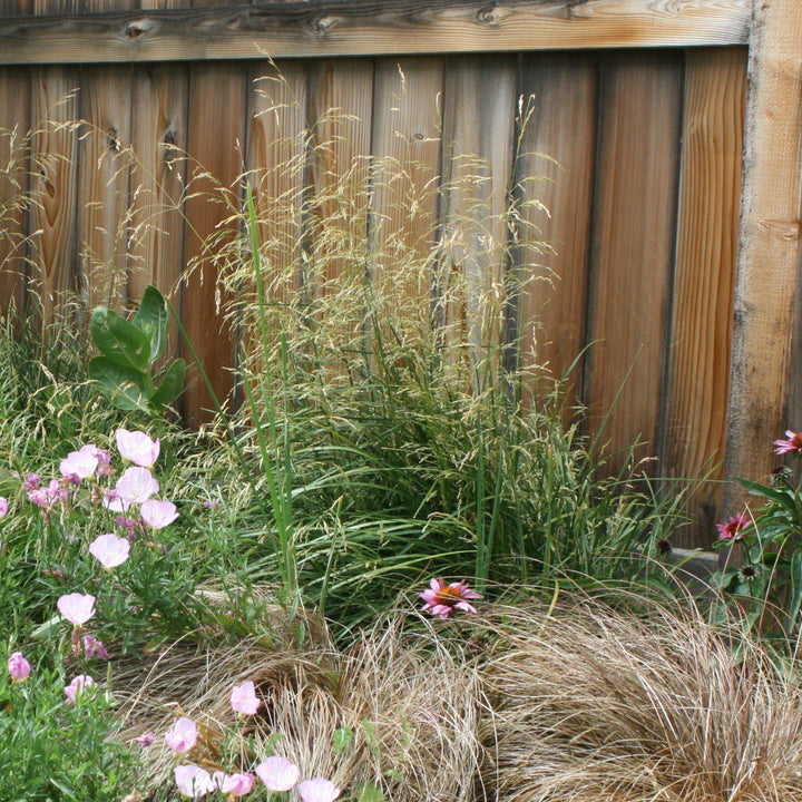 Karl Foerster's Feather Reed Grass