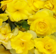 6" Begonia