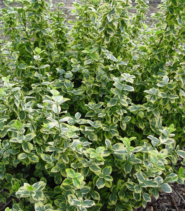3G Euonymus f. 'Emerald 'n' Gold' Emerald n Gold Euonymus 1002039