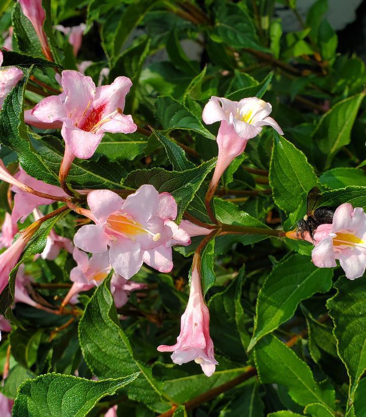 3G Weigela florida 'Sonic Bloom' Pure Pink ('SMNWFRP') Sonic Bloom® Pure Pink Weigela: Patent PPAF