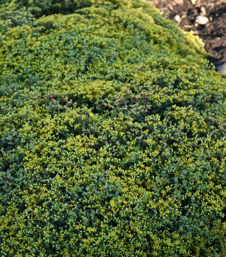 1G Sedum hybrid Rock 'N Grow 'Yellow Brick Road' Rock 'N Grow® 'Yellow Brick Road' Stonecrop: Patent PPAF 1011947