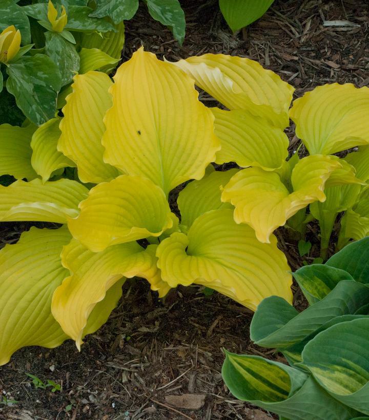 1G Hosta 'Dancing Queen' - Plantain Lily - 1015331